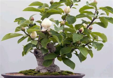 How To Grow Magnolia Bonsai Agrimattic