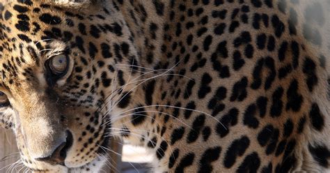 Meet Oz A Spotted Leopard At The Monterey Zoo