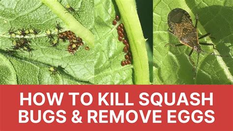 How To Get Rid Of Squash Bugs In The Garden Fasci Garden