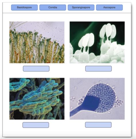 Mastering Microbiology Chapter Flashcards Quizlet