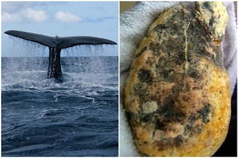 How This Rare Lump Of Whale Vomit Found Washed Up On A Welsh Beach