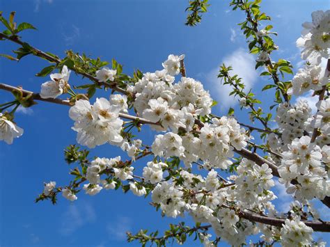 Free Images Tree Nature Branch Blossom Sky Flower Food Spring