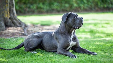 Cane Corso A Origem Da Raça Baw Waw