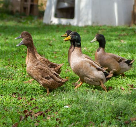 Khaki Campbell Ducks | Freedom Ranger’s Family of Hatcheries