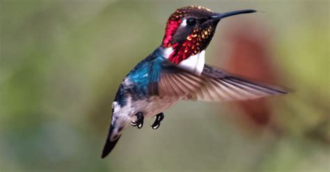 Meet the World's Smallest Bird: Surprising Facts About the Bee Hummingbird