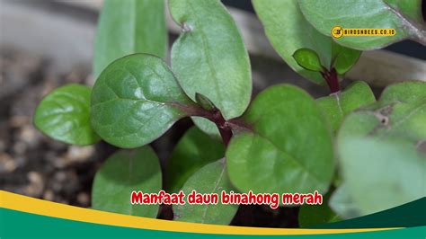 Manfaat Daun Binahong Merah Untuk Mengurangi Peradangan Birds N Bees