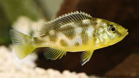 Mastering the Care and Breeding of Giraffe Hap Cichlid (Nimbochromis ...