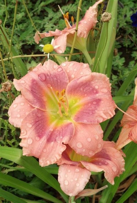 Janice Brown Daylily Winner Of Stout Silver Medal 1994 Day