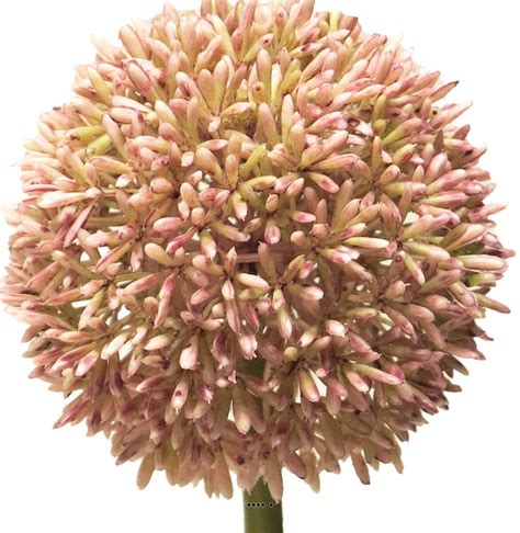 Allium Artificiel En Tige Sp Cial Grande Taille H Cm