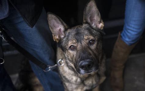 Philly K 9s Get New Body Armor Metro Philadelphia