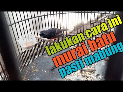 Cara Mengatasi Murai Batu Yang Sulit Mabung Susah Mabung Part Youtube