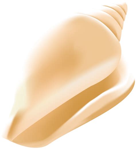 conch shell clipart 20 free Cliparts | Download images on Clipground 2024