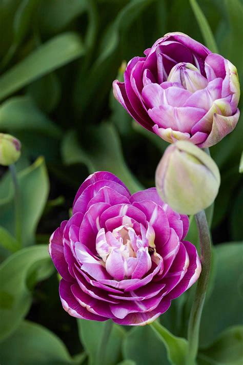 We Fell In Love with These Peony Tulips at Trader Joe's | Better Homes ...