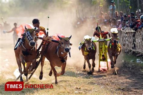 Berlangsung Seru Ini Juara Karapan Sapi Piala Bupati Probolinggo 2023