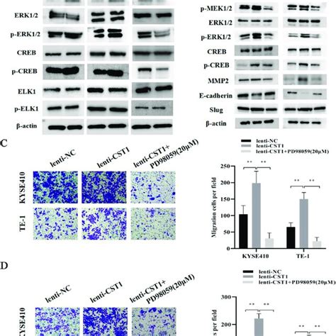 Effect Of CST1 On MEK ERK CREB Pathway A Changes In MEK ERK CREB