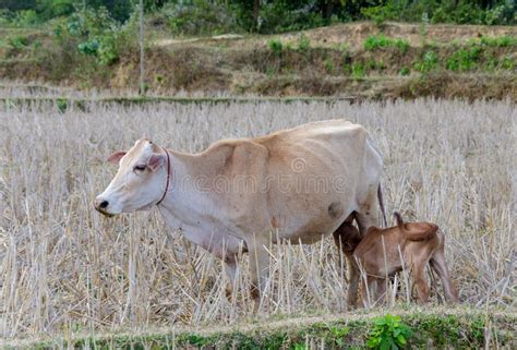 Feeding Calf. Young Calf Drinking Milk From It`s Mother Cow Stock Photo - Image of cute, cattle ...