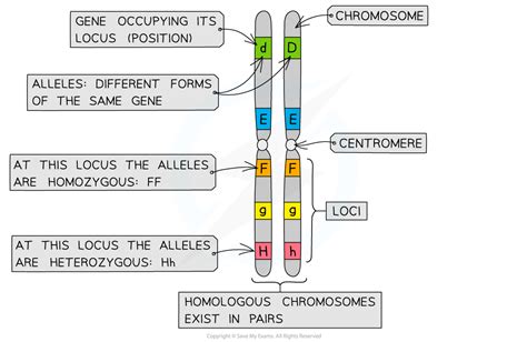 Aqa A Level Biology Key Terms In Genetics