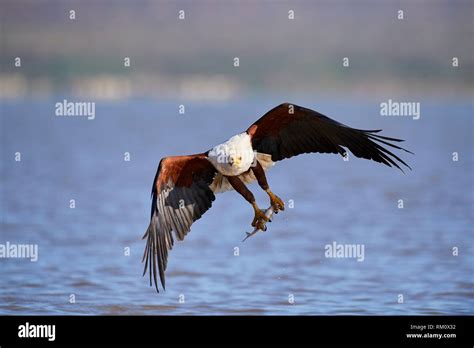 African Fish Eagle Haliaeetus Vocifer Fishing Baringo Lake Kenya