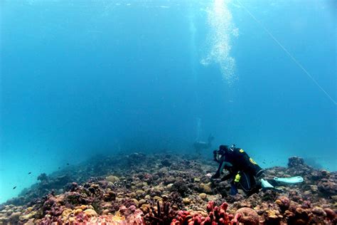 Main NR Baum Coral Survival IMAGE EurekAlert Science News Releases