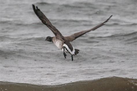 Brent Goose Maidens Beach Dougie Edmond Flickr