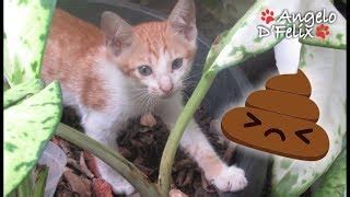 Cat Diarrhea Home Remedies - Home Remedies