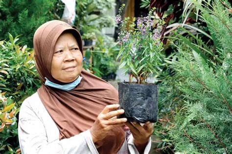 Aneka Tanaman Pengusir Nyamuk Cantik Wangi Lavender Rosemary Banyak