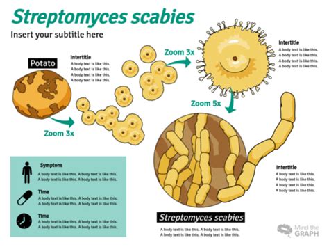 Cycle Protozoa Infographic Templates