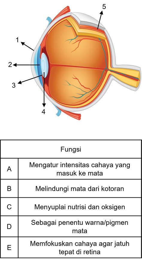 Gambar Bagian Bagian Mata Dan Fungsinya - 52+ Koleksi Gambar