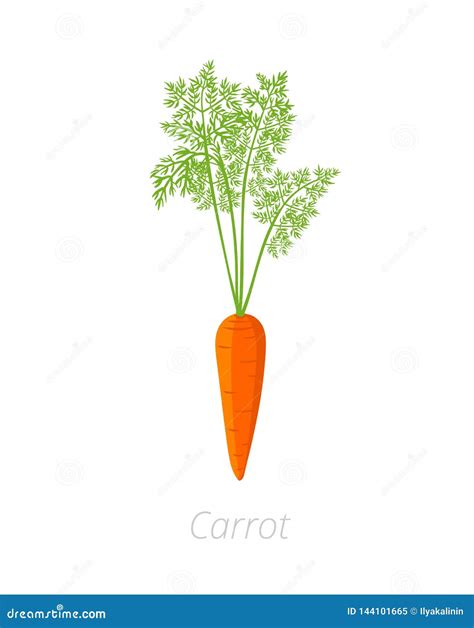 Carrot Plant. Daucus Carota. Orange Carrots Tap Root Vegetable ...