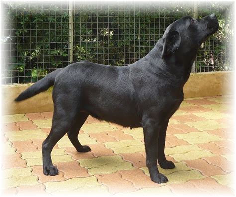 Chien Labrador Retriever Bulle Sans Affixe