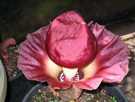 Cairns Botanical Gardens Strange Flower Amorphophallus Flickr