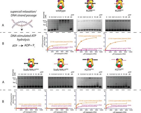 Psg Plasmid Dna Thermo Fisher Bioz