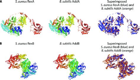 Structural Homology Of S Aureus Rexab To B Subtilis Addab Predicted