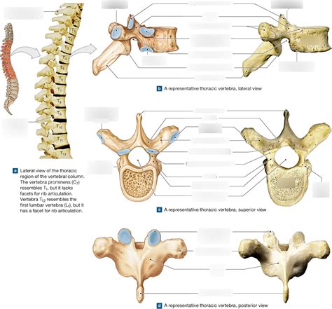 Thoracic Vertebrae Diagram Quizlet