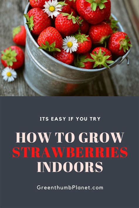 How To Easily Grow Strawberries Indoors Growing Strawberries Indoors