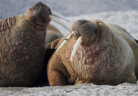 10 Walrus Fight Stock Photos Pictures And Royalty Free Images Istock