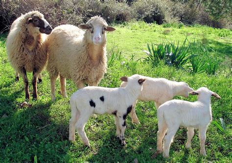 Two Ewes and Three Lambs Grazing Photograph by Taiche Acrylic Art