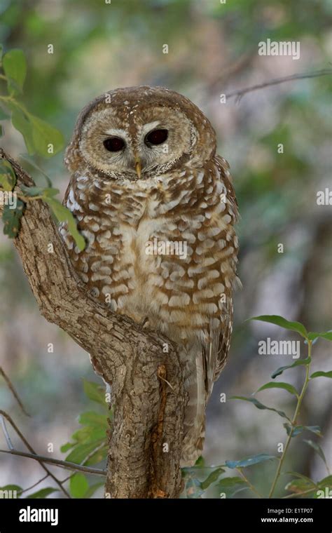 Mexican Spotted Owl Strix Occidentalis Lucida Cave Creek Canyon
