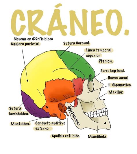 Craneo Humano Y Sus Partes