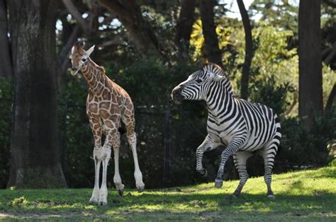 Baby Zebras And Giraffes