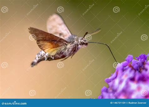 Hummingbird Hawk Moth Butterfly Stock Image Image Of Macroglossum Blossom 146731159