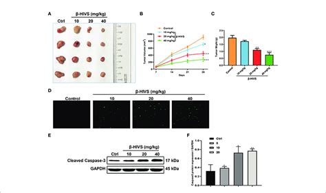 Effect Of B Hivs On The In Vivo Tumor Xenograft Model A Images Of