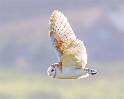 Barn Owl - How I got the photograph