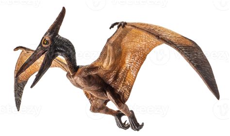 Pteranodon Pterodactyl Dinossauro Em Fundo Branco 8844454 Png