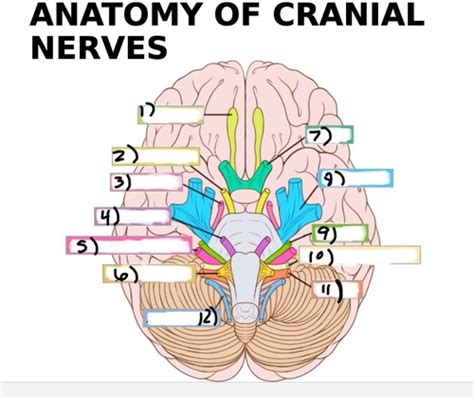 Lab 4 Organs Of The Pns Cranial And Spinal Nerves Flashcards Quizlet