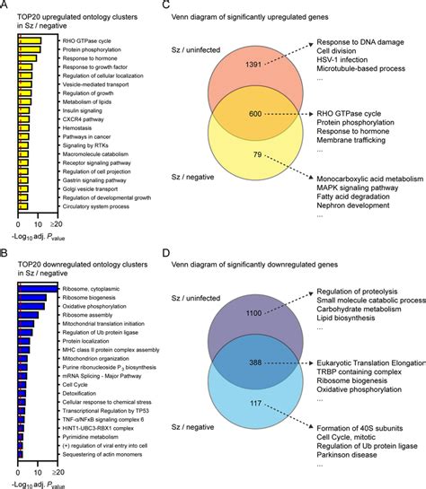 Transcriptional Response Of Schizont Infected Hepatocytes In Comparison