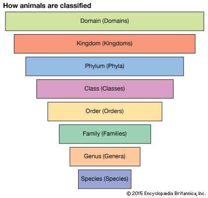 taxonomy | Definition, Examples, Levels, & Classification | Britannica.com