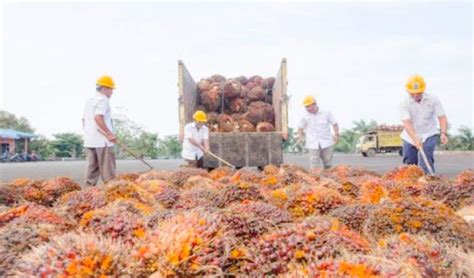 Hilirisasi Perkuat Peran PalmCo PTPN Dalam Industri Sawit Nasional