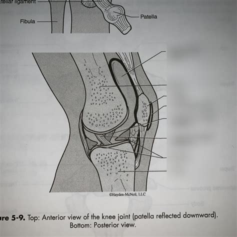 Posterior View Of Knee Joint Diagram Quizlet