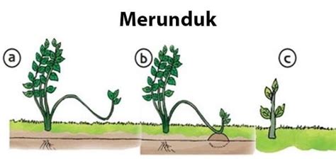 Perkembangbiakan Vegetatif Tumbuhan Secara Alami Dan Buatan